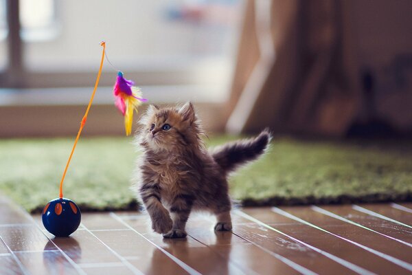 Gatito en el piso de madera jugando con un juguete