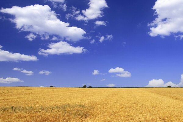 Желтое пшеничное поле и голубое небо