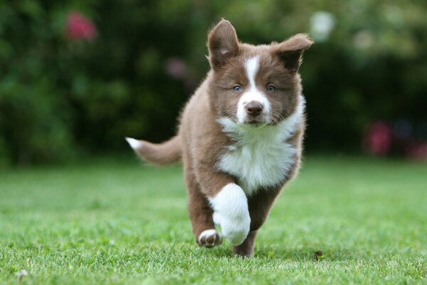 Border Collie Puppy joue sur l herbe