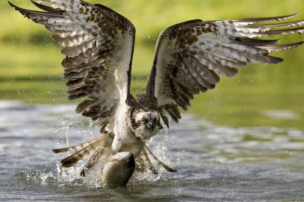 The eagle caught a fish on the water