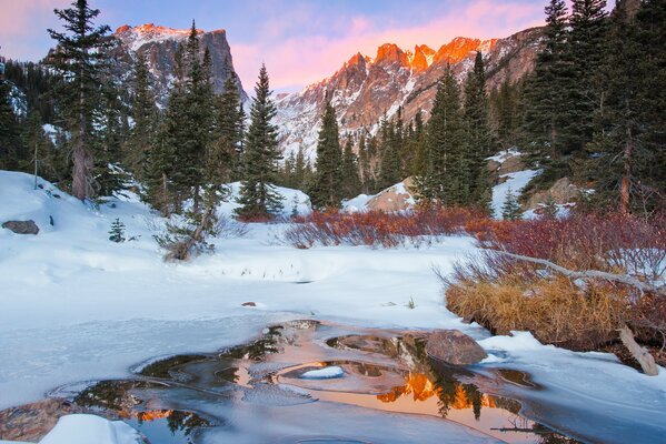 Hermosa naturaleza en el bosque en invierno