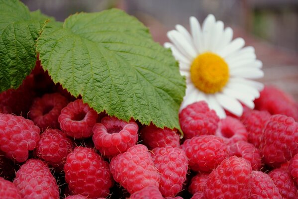 Sommerkomposition aus Himbeeren und Kamille