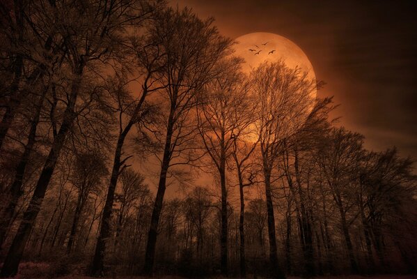 Evening forest on a full moon with birds