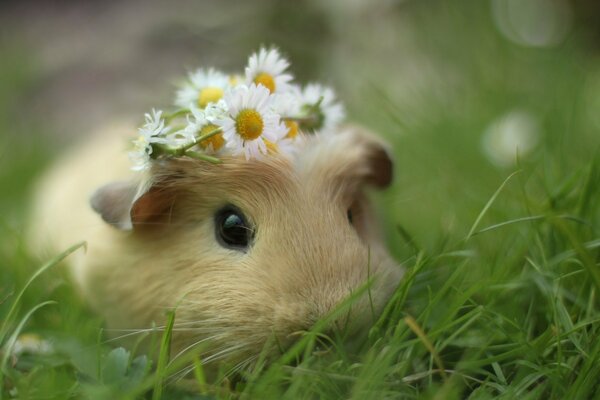 Cavia con corona di margherite nell erba