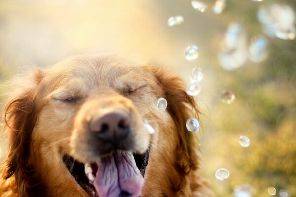 Redhead Retriever auf einem Hintergrund mit Tropfen