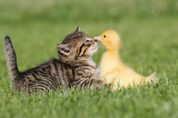 Amitié chaton et caneton jouant sur l herbe