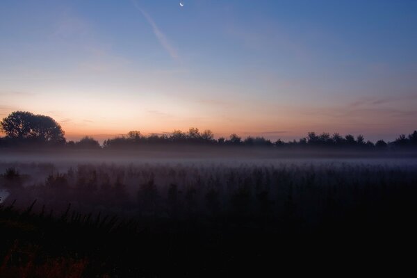 Le brouillard du matin se couche sur le terrain