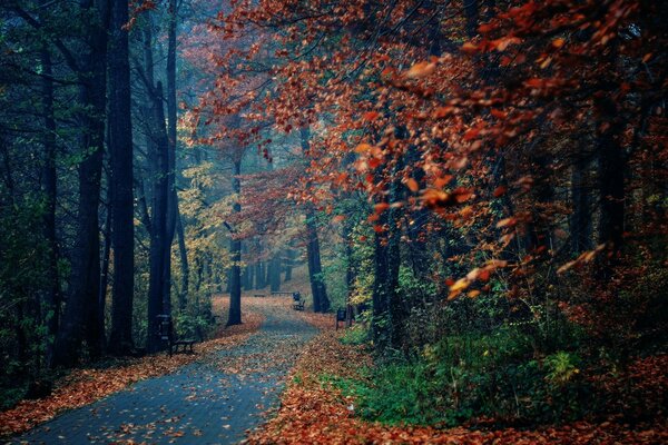 Árboles de otoño en el parque