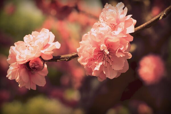 Fleurs de cerisier en fleurs sur une branche closeup