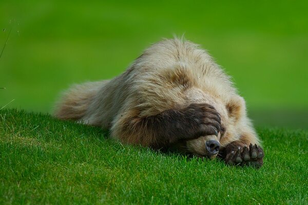 Медведь на траве от ствда прикрылся лапой
