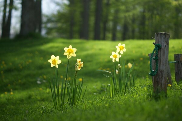 En été, les premières jonquilles sont apparues dans la clairière