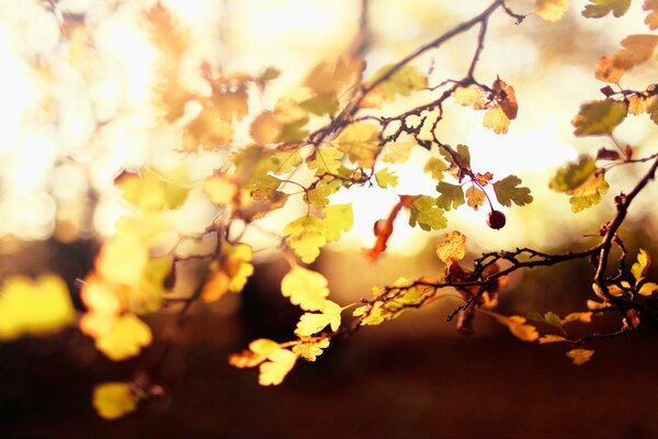 Luce autunnale attraverso foglie e bacche