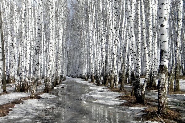 Forêt de bouleaux de printemps