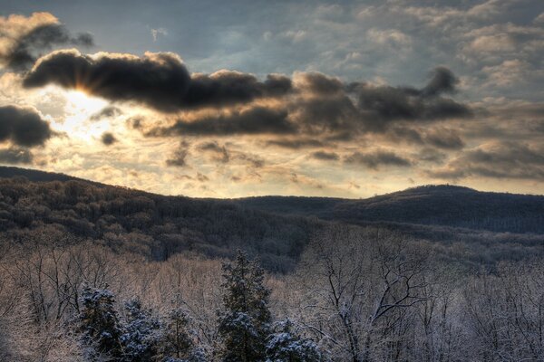 Gloomy winter forest on the hillside