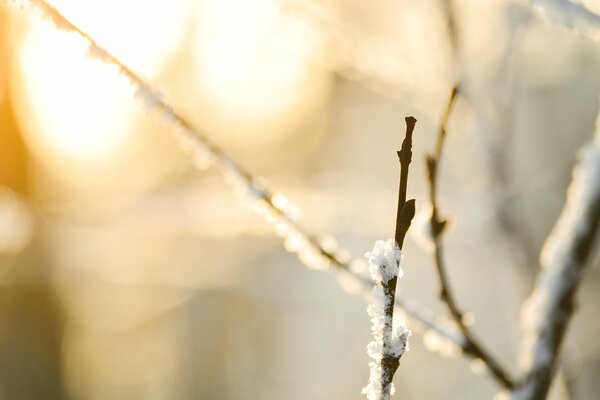 Macro shooting of tree branches covered with frost