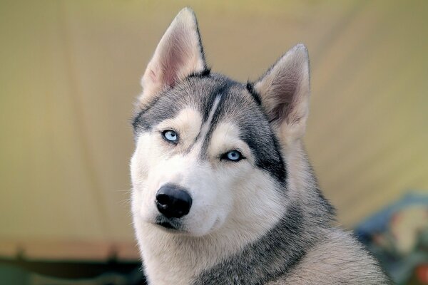 Husky con ojos azules de cerca