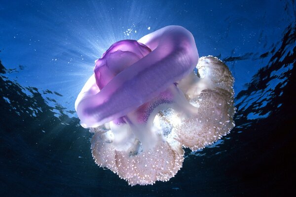 The underwater world of the ocean with a jellyfish