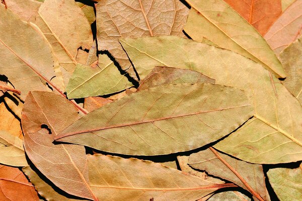 Bay leaf on the background