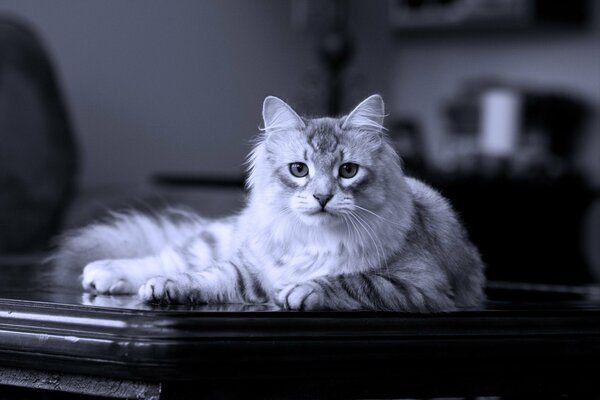 El gato siberiano se encuentra en la mesa