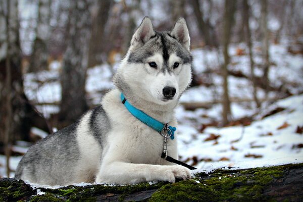 Erwachsener Husky im Schnee im Wald