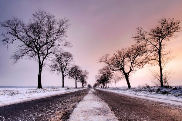 Trees on a winter road background