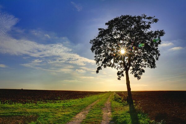 A road through a field with a lone tree