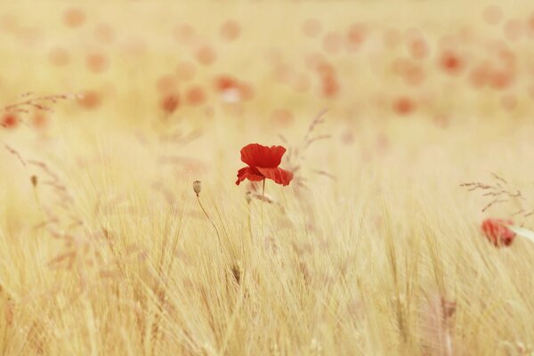 A lonely poppy among a field of spikelets