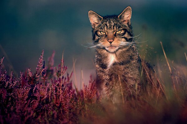 Gato del bosque en el fondo de la hierba del Prado en la noche