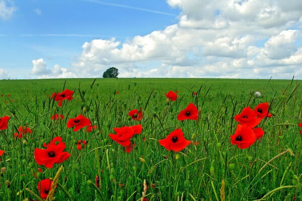 Rêve de liberté couché sur le terrain