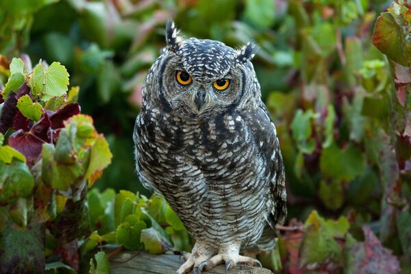 Hibou gris assis sur une bûche