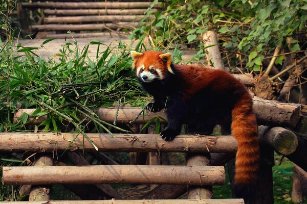 Beautiful red panda on a log