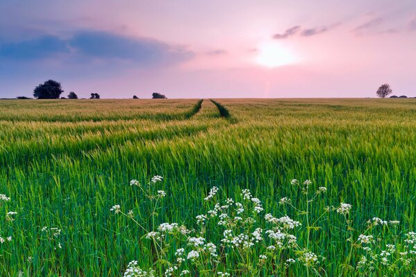 Lilafarbener Himmel über dem Feld