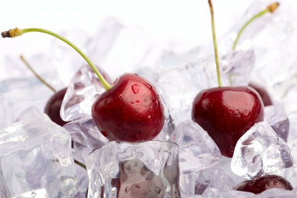 Ripe cherries on transparent ice cubes