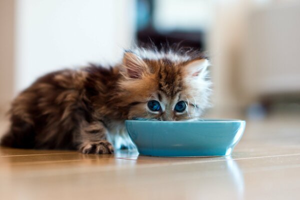 A kitten on the floor drinks from a saucer