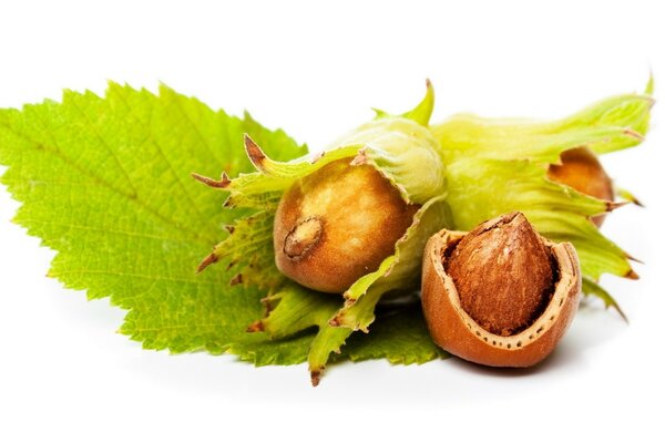 Nuts. Acorns with leaves. Food