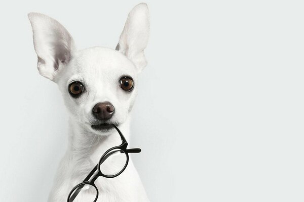 Weißer Hund mit Brille in den Zähnen