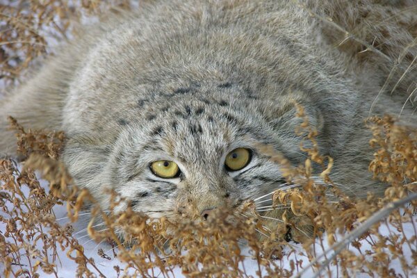 The beautiful manul hid in the snow
