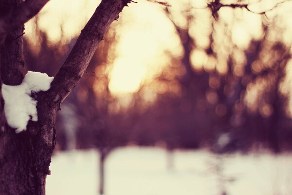 Sunset in winter near a tree