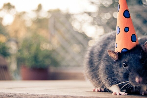 A festive rat in an orange hat