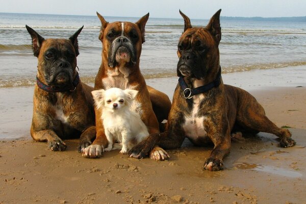 Quattro cani su una passeggiata in spiaggia