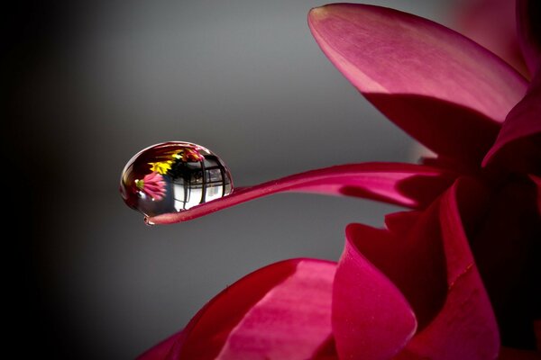 Una gota de rocío en un pétalo de una flor de cerca