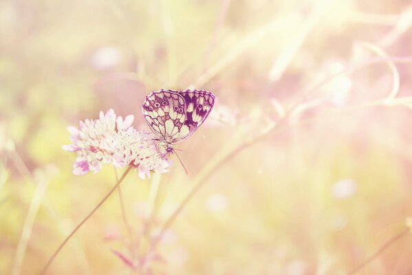 Ein Schmetterling von zarter Farbe auf einer Feldblume