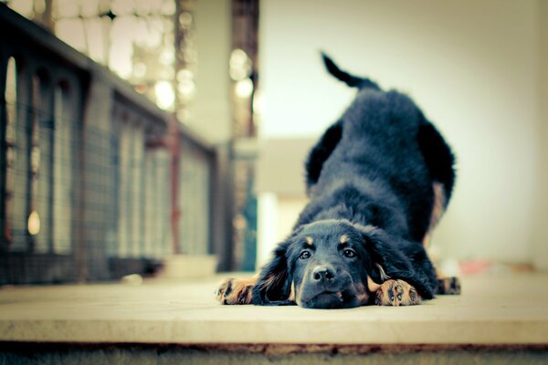 A devoted puppy is set up for friendship