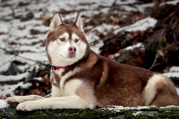 Husky in the winter forest