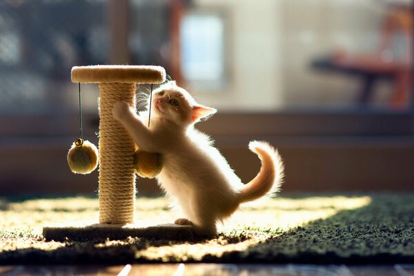 Mały kotek bawi się z ben torode