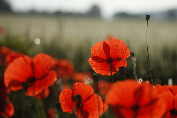 Die florale Natur des Mohnfeldes