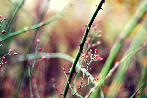 Red berries. Macro shooting