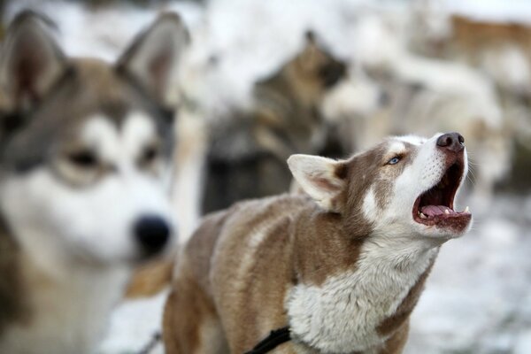 Gib die Hunde aneinander