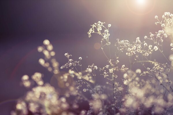 Fiori secchi al sole. Riprese macro