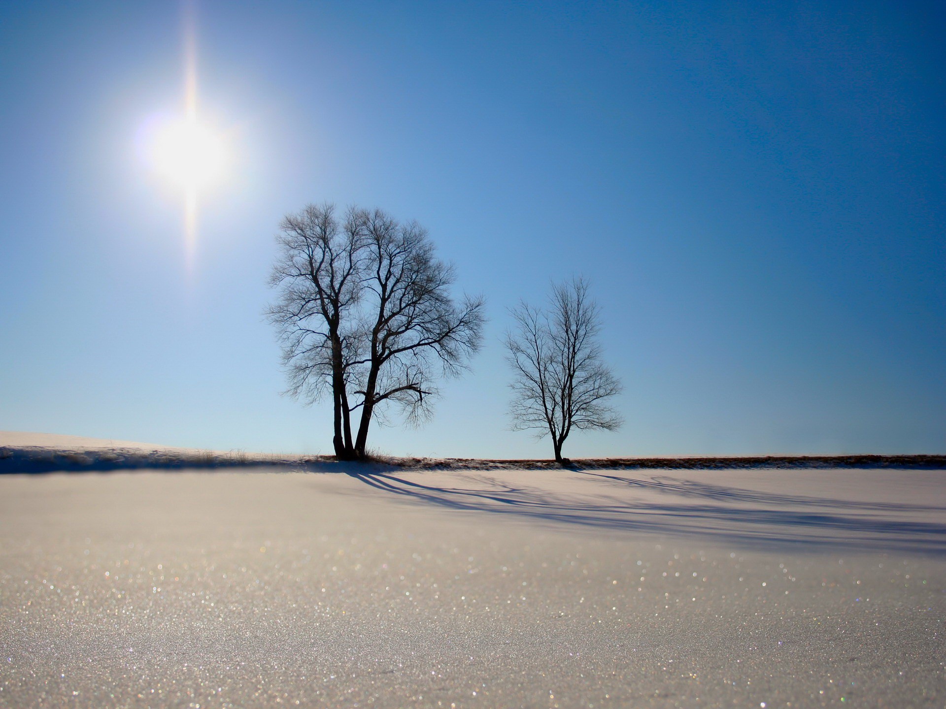 alberi sabbia sole